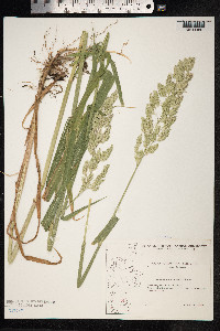 Phalaris arundinacea image