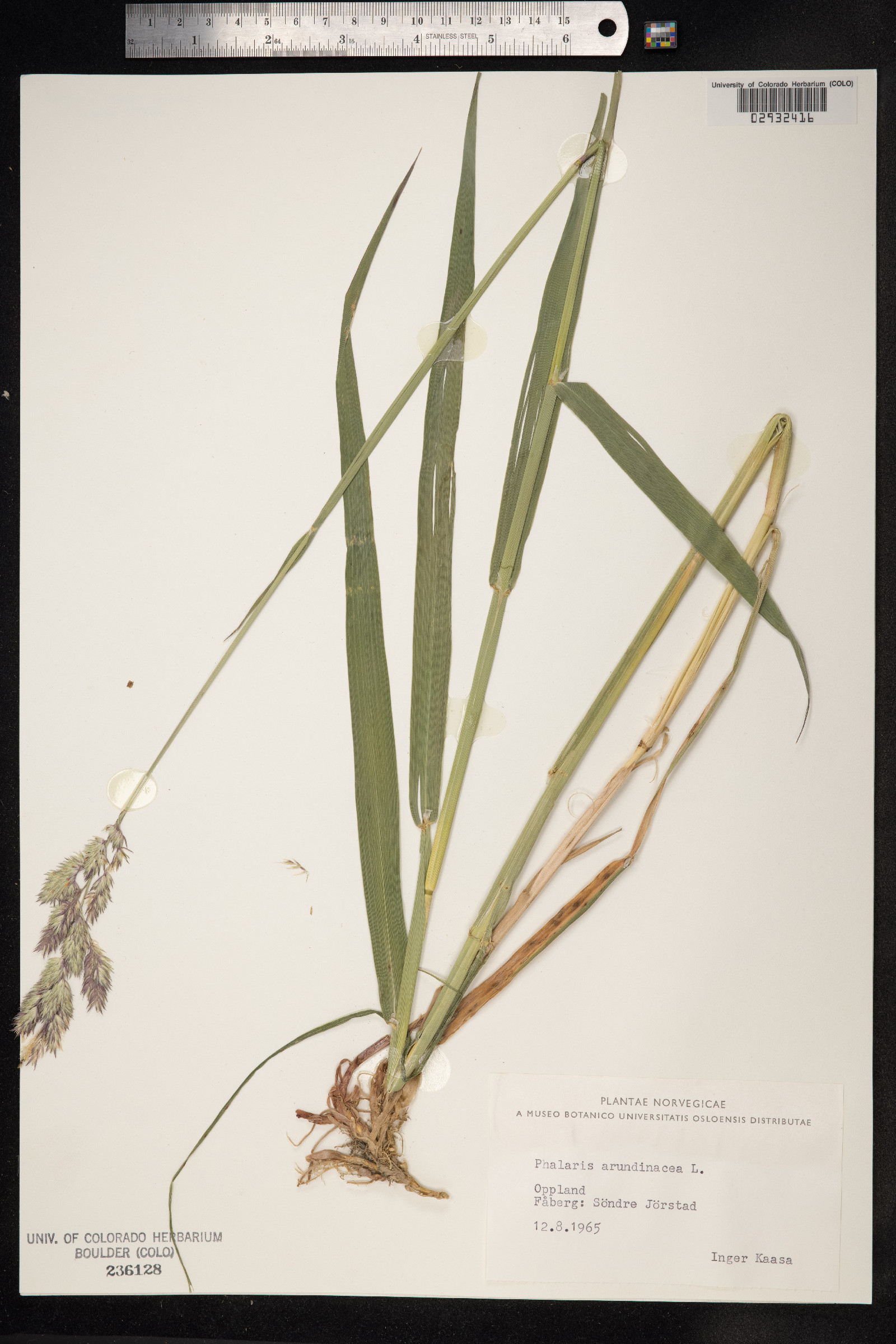 Phalaris arundinacea image
