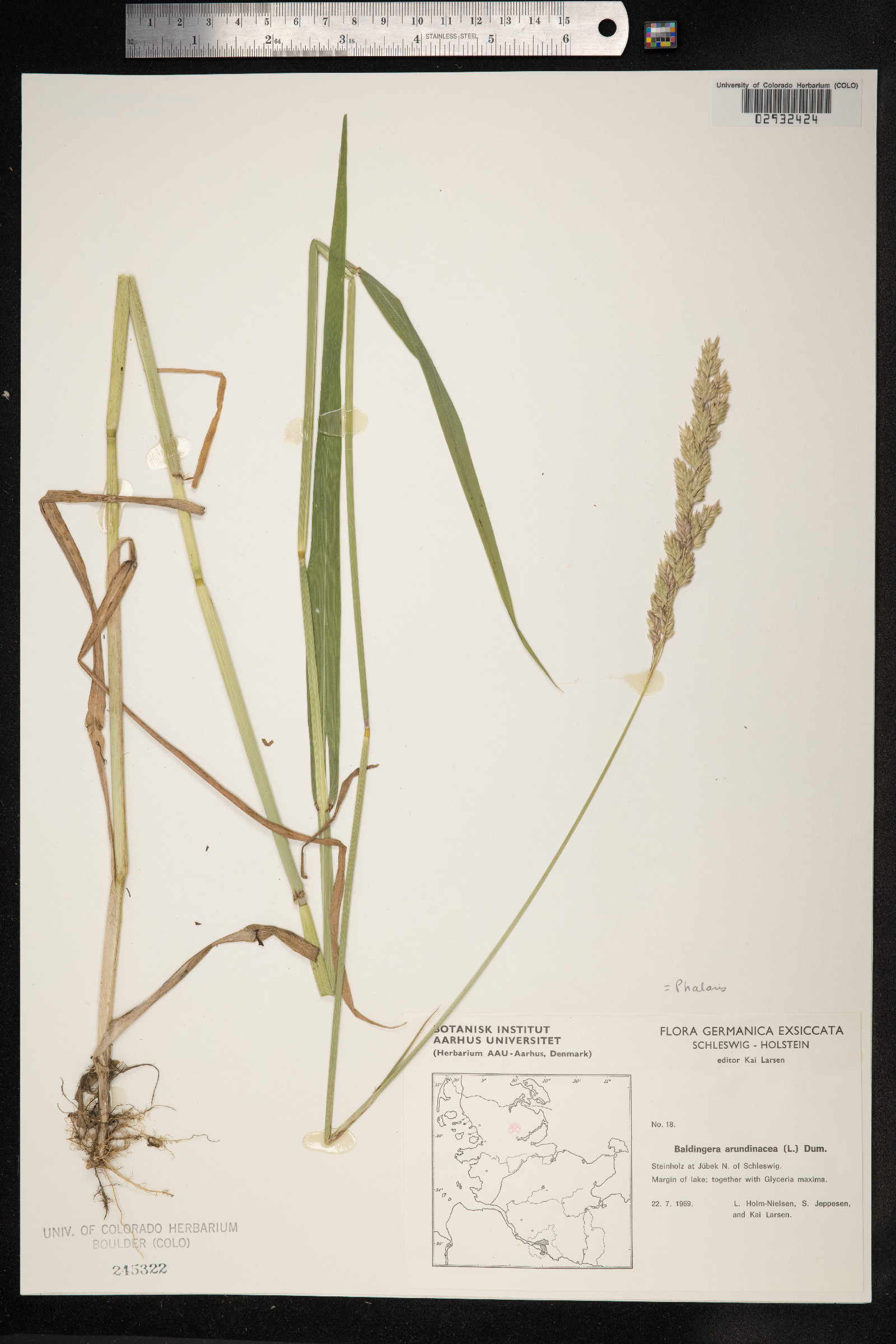 Phalaris arundinacea image