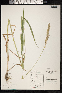 Phalaris arundinacea image