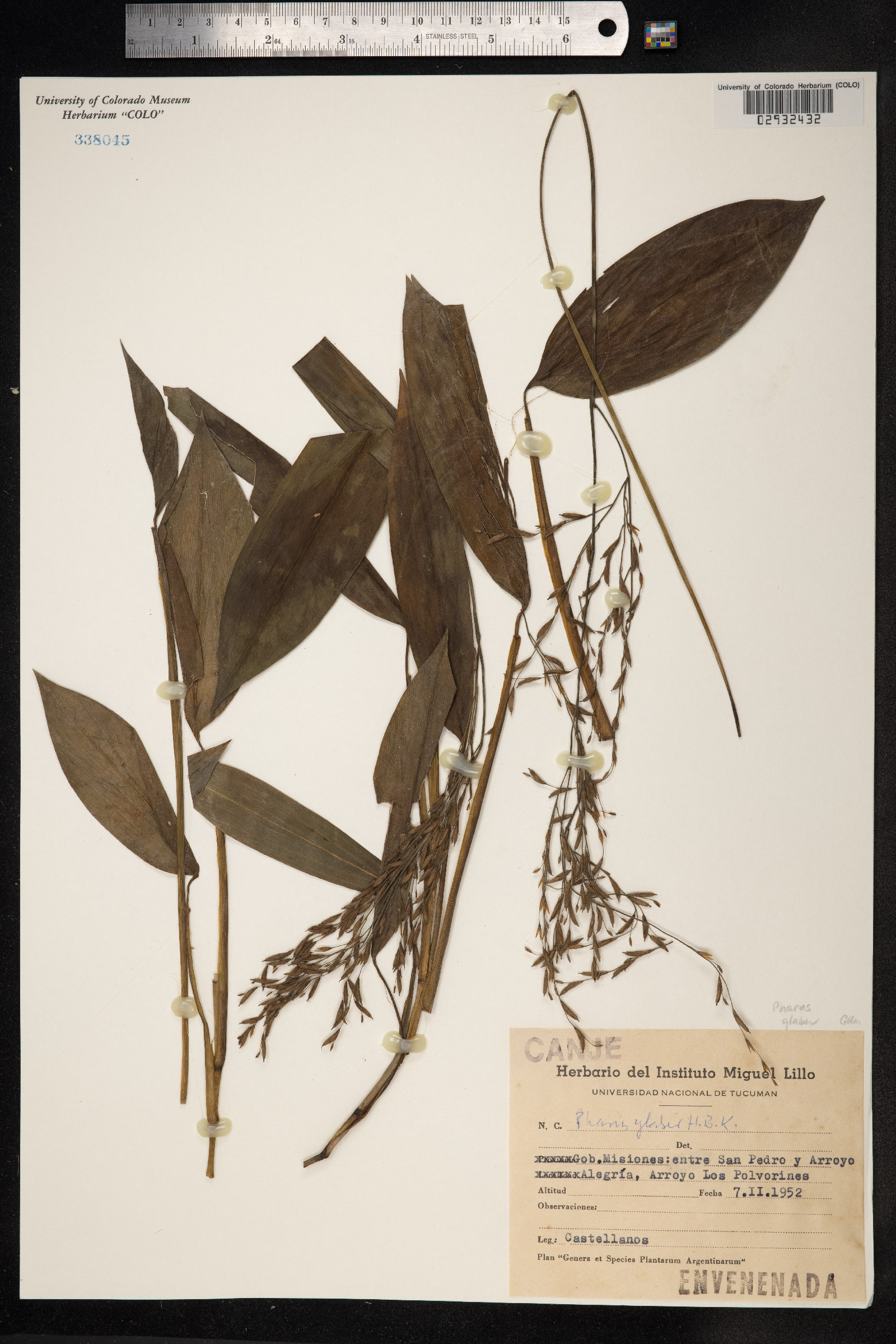 Pharus glaber image