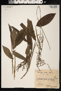 Pharus glaber image