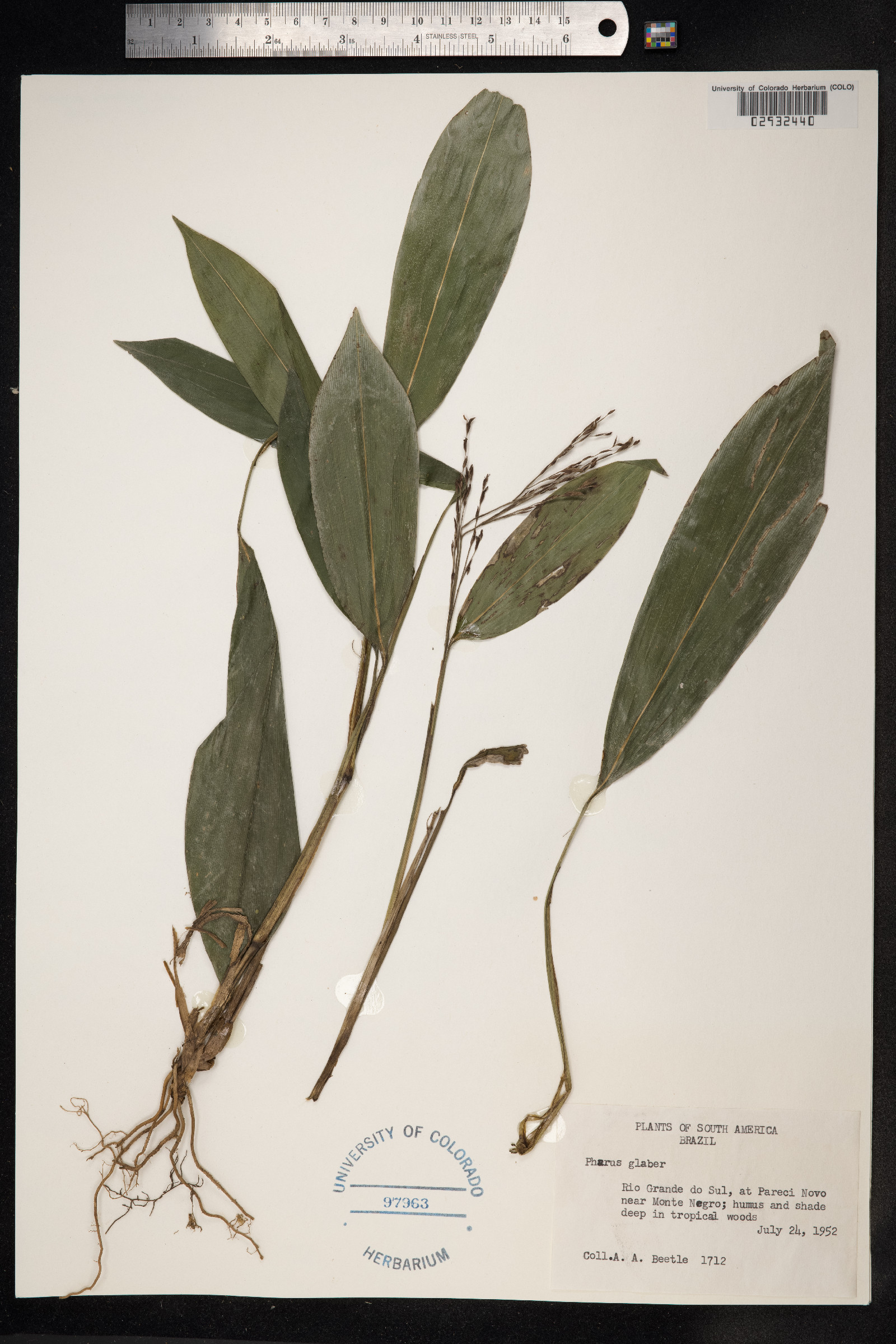 Pharus glaber image