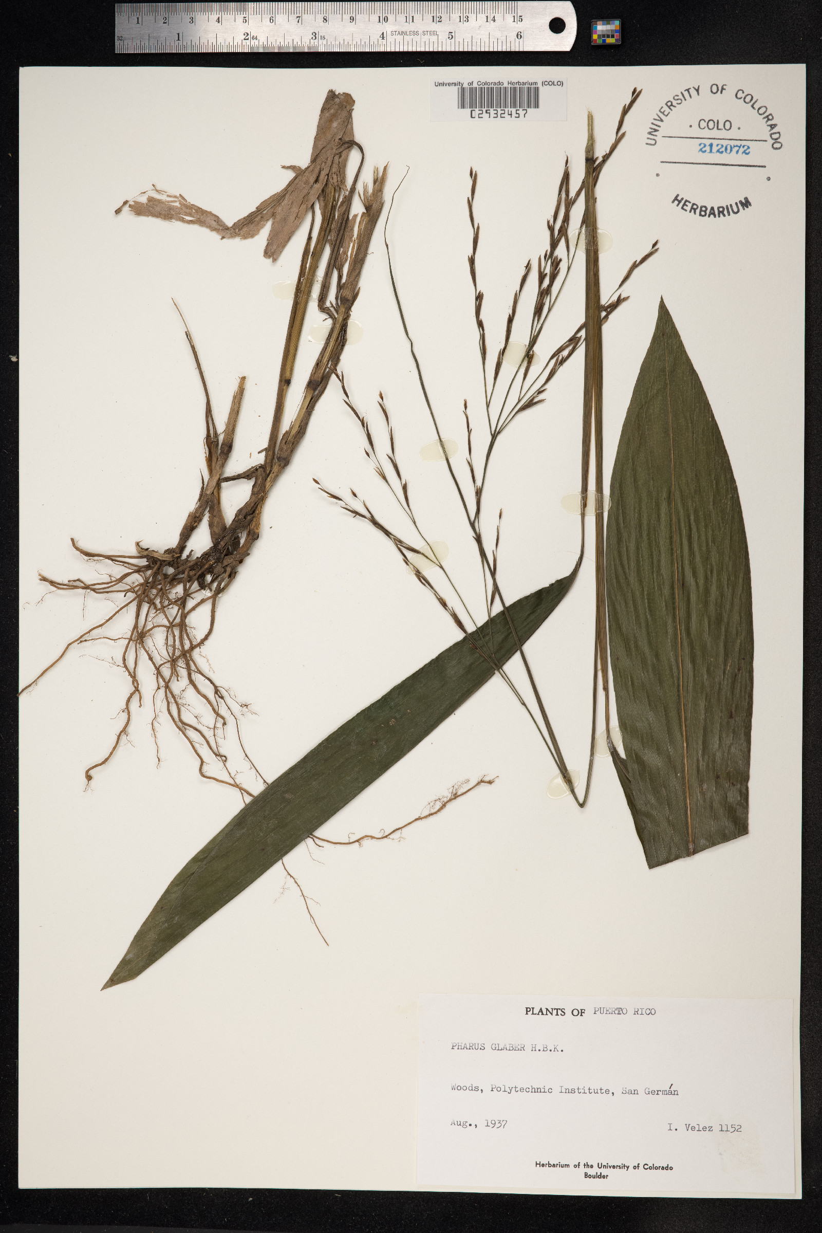 Pharus image