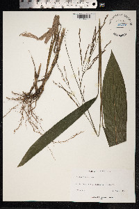 Pharus glaber image