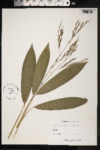 Pharus glaber image