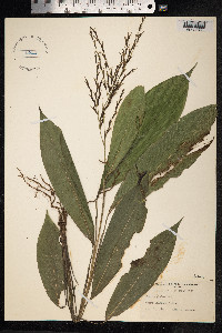 Pharus glaber image