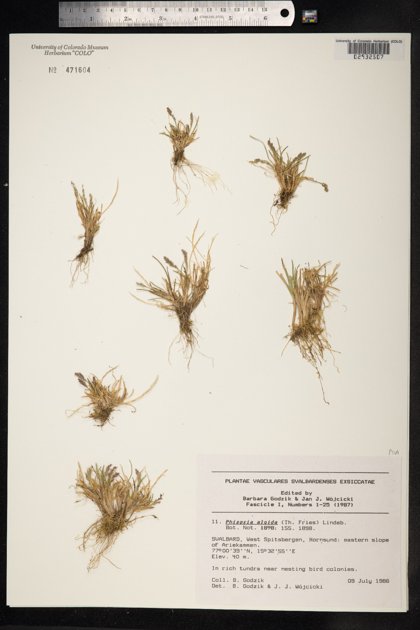 Phippsia algida image