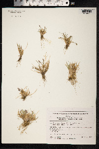 Phippsia algida image