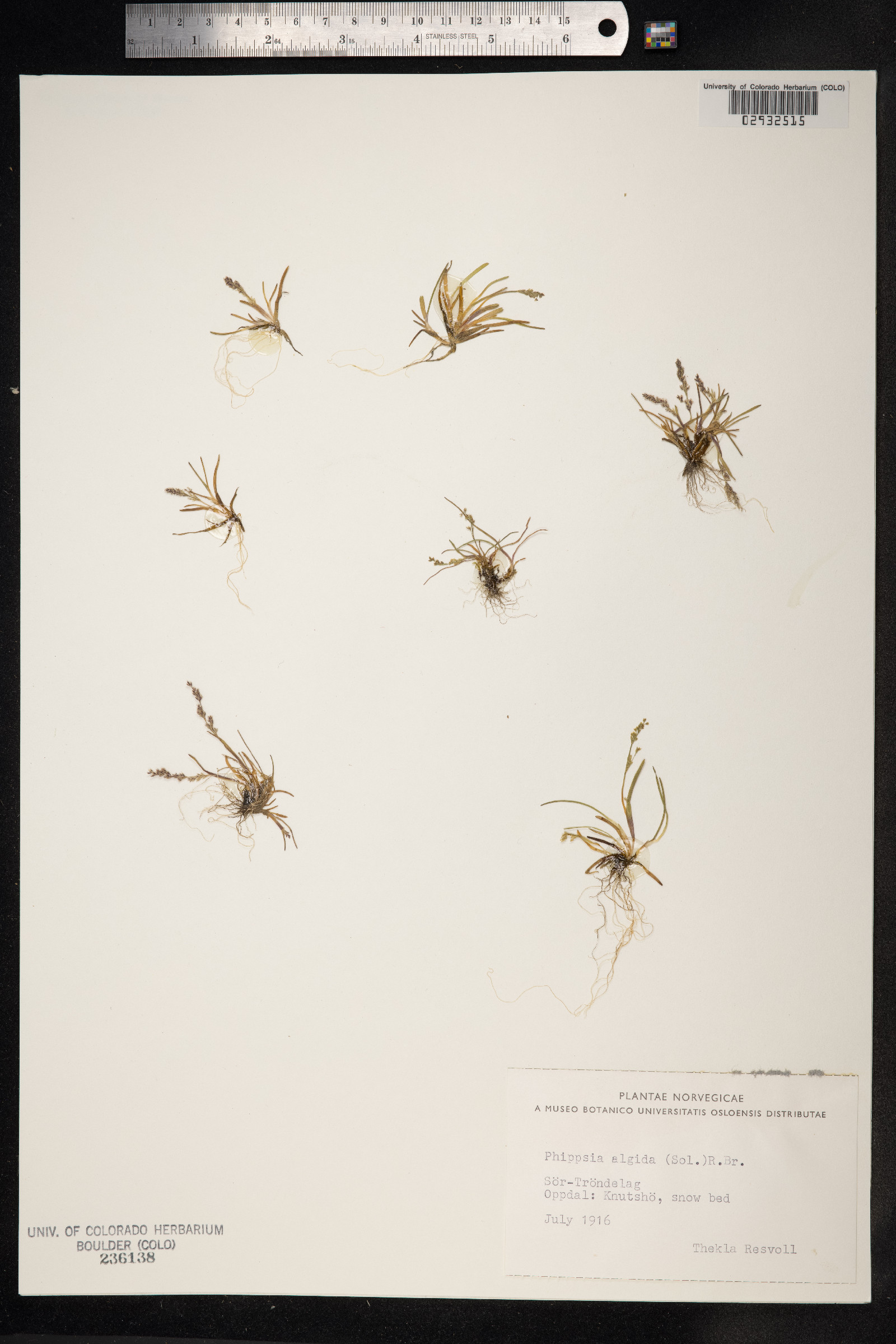 Phippsia algida image