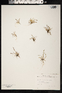 Phippsia algida image