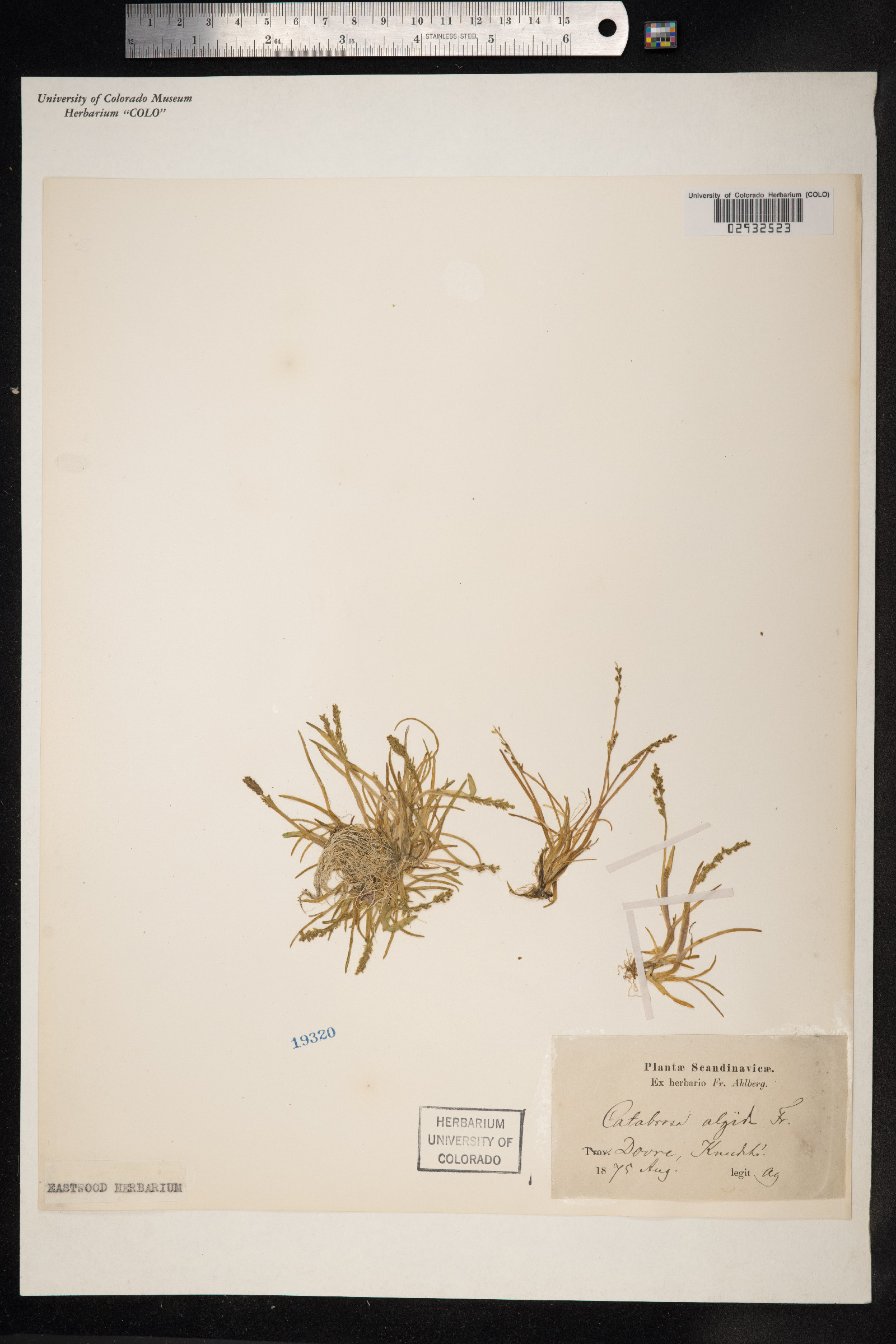 Phippsia algida image
