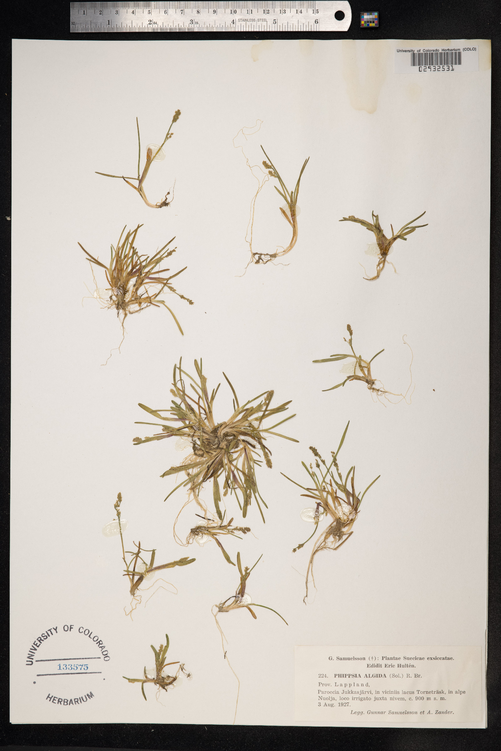 Phippsia algida image