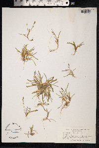 Phippsia algida image