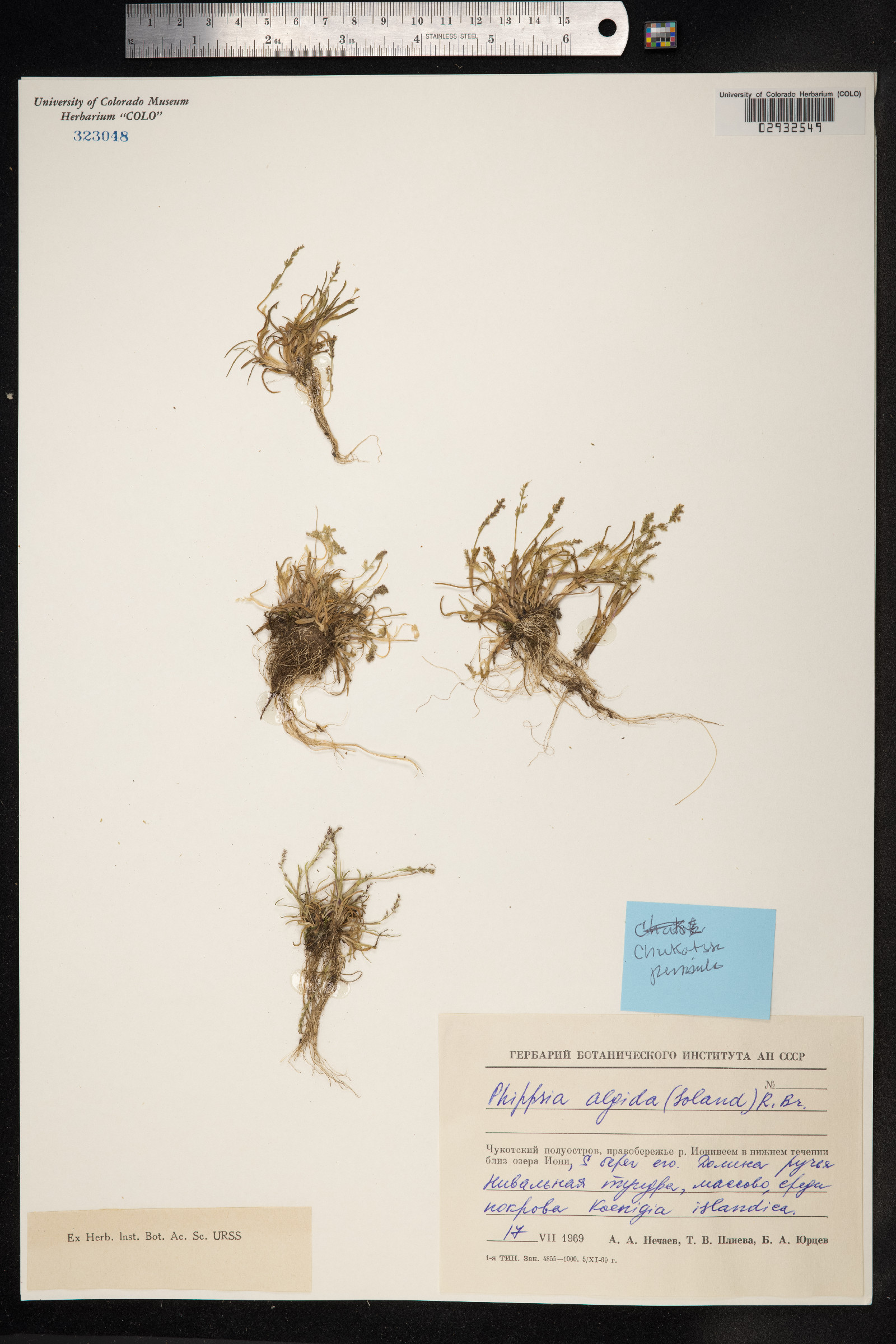 Phippsia algida image