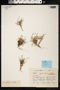Phippsia algida image
