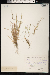 Phippsia algida image