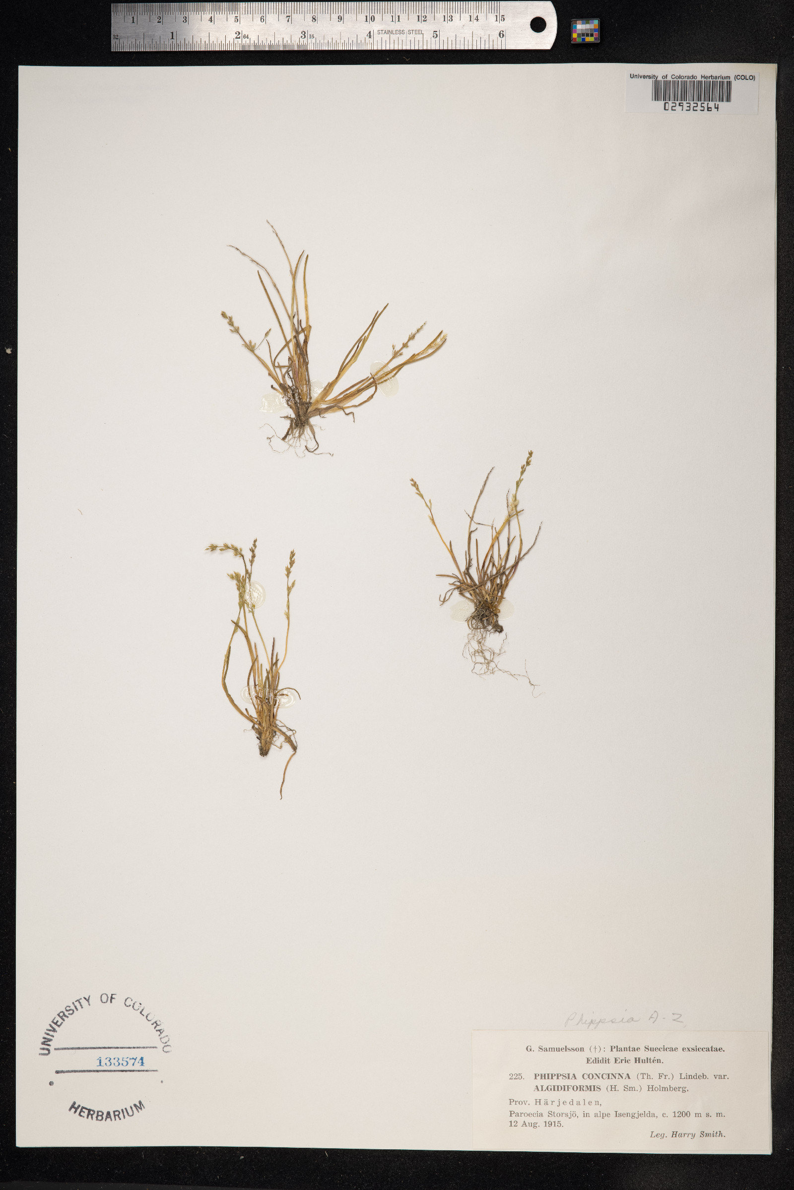Phippsia algida ssp. concinna image