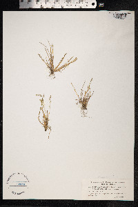 Phippsia algida image