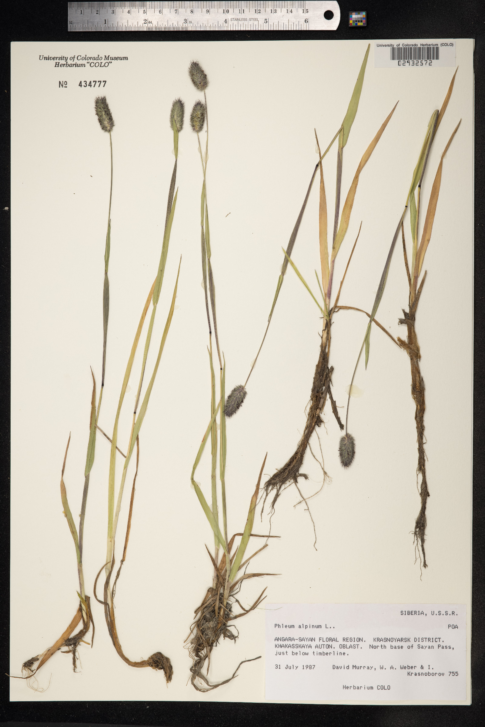 Phleum alpinum image