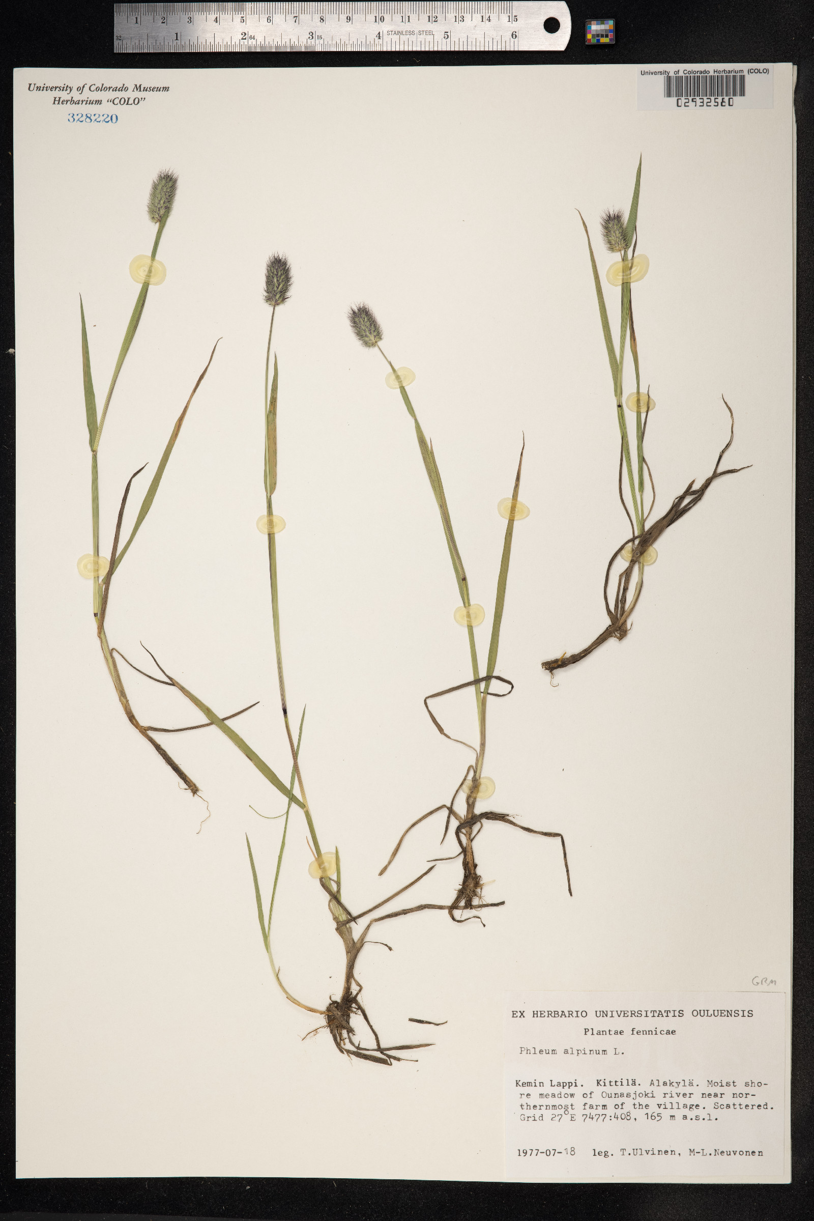 Phleum alpinum image