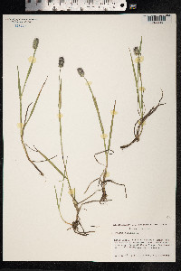 Phleum alpinum image