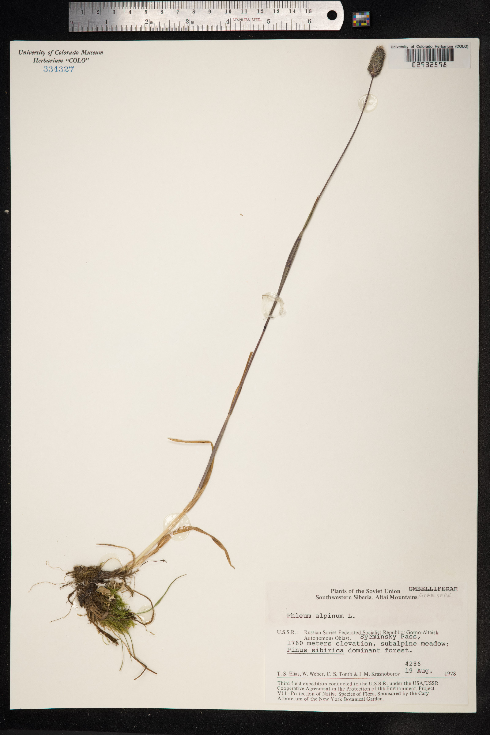 Phleum alpinum image