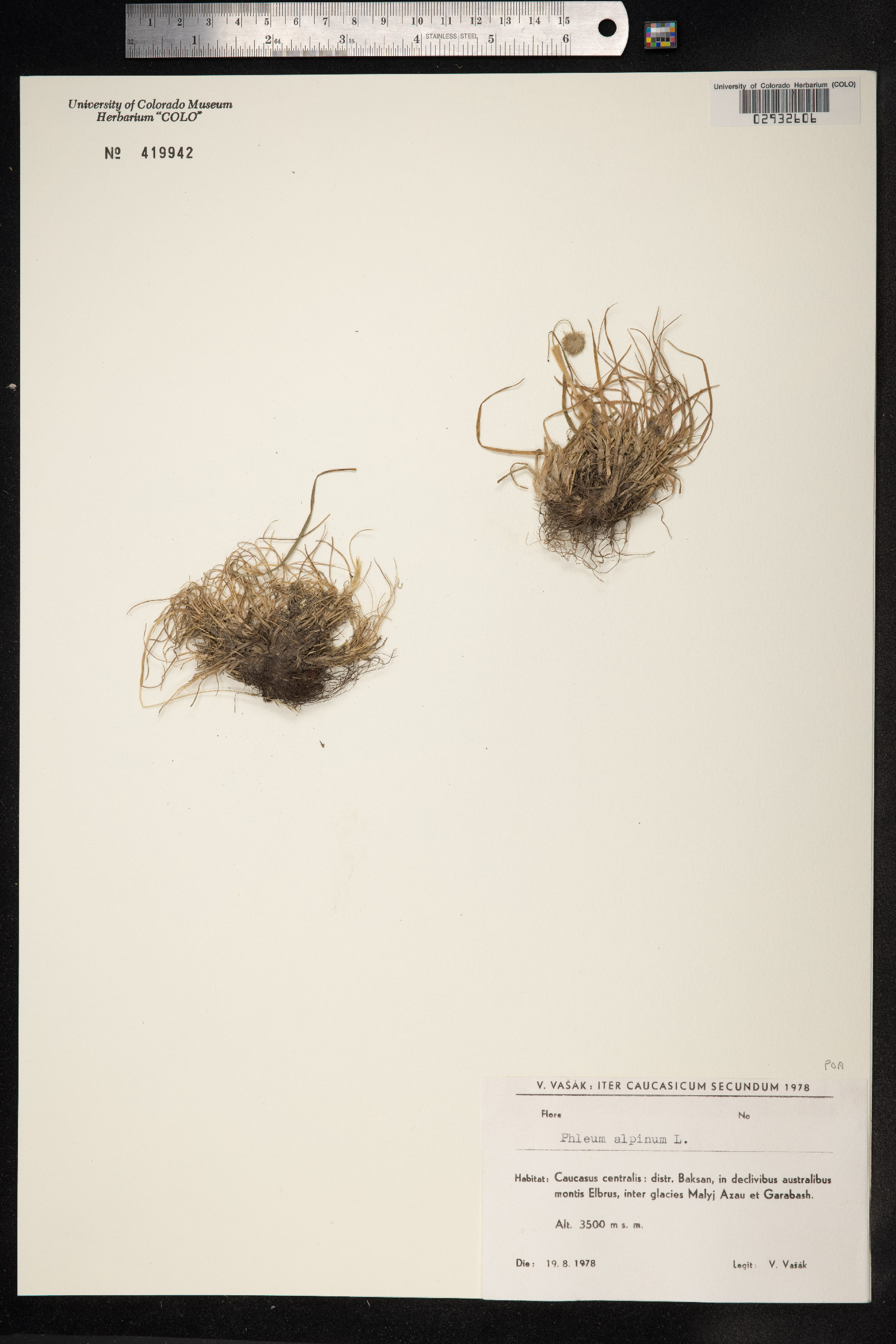 Phleum alpinum image
