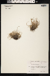 Phleum alpinum image