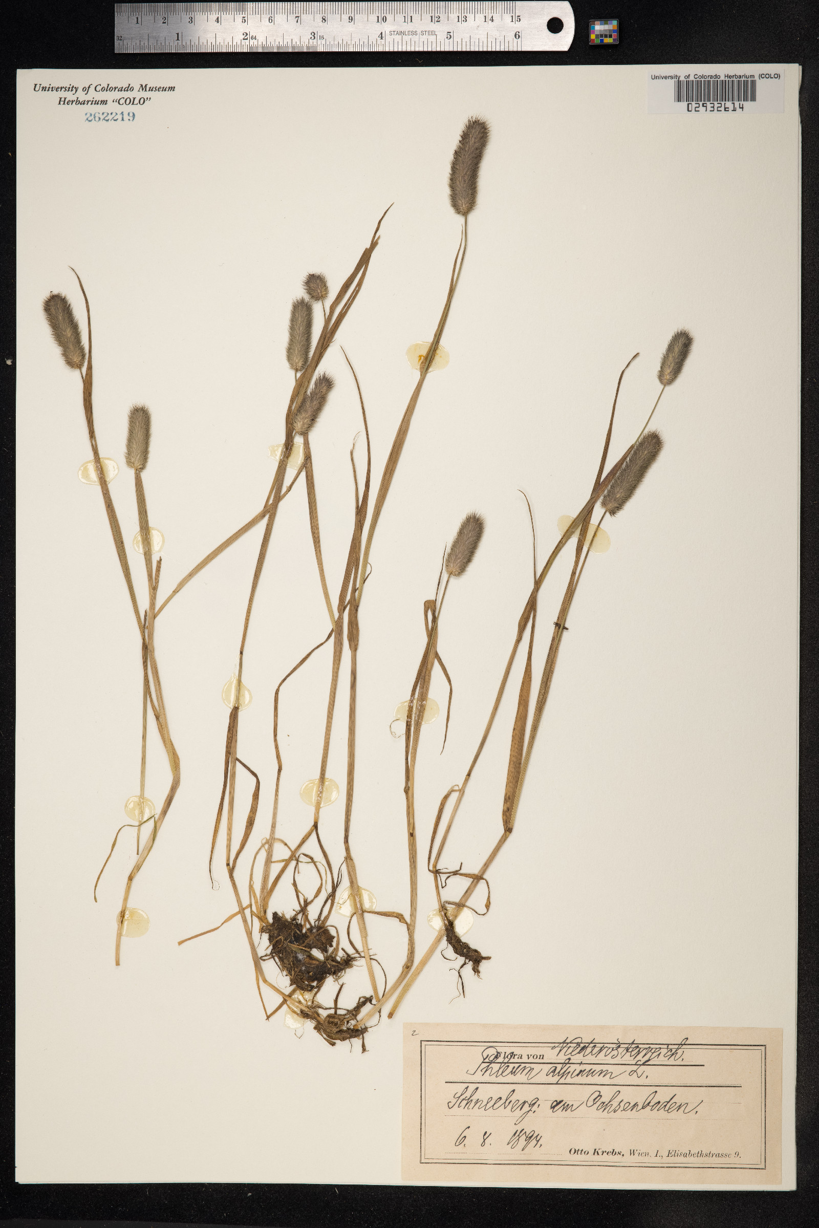 Phleum alpinum image
