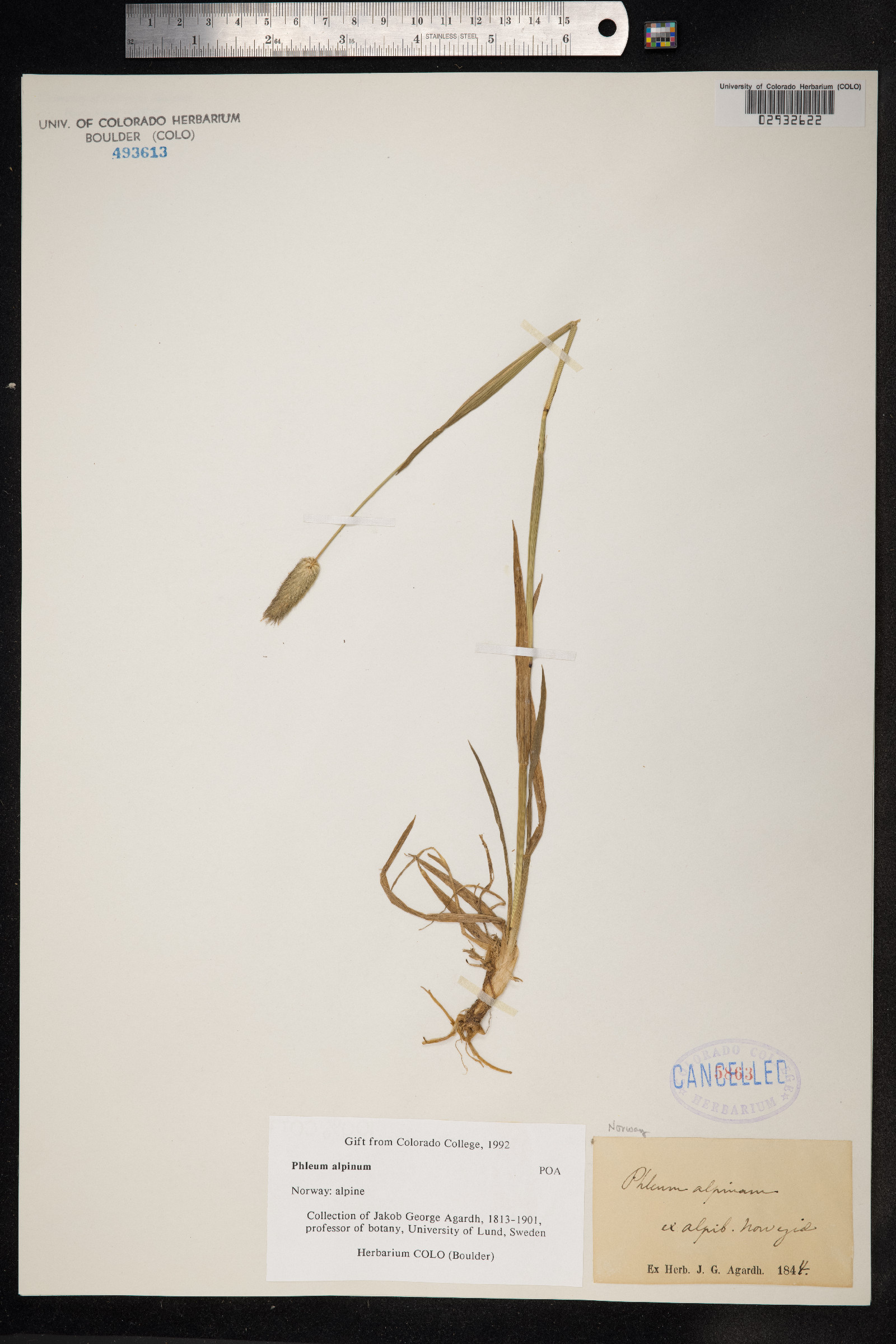 Phleum alpinum image