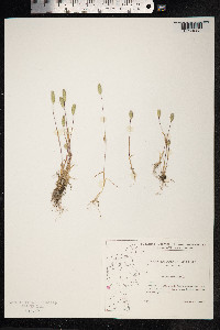 Phleum arenarium image