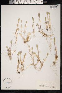 Phleum arenarium image