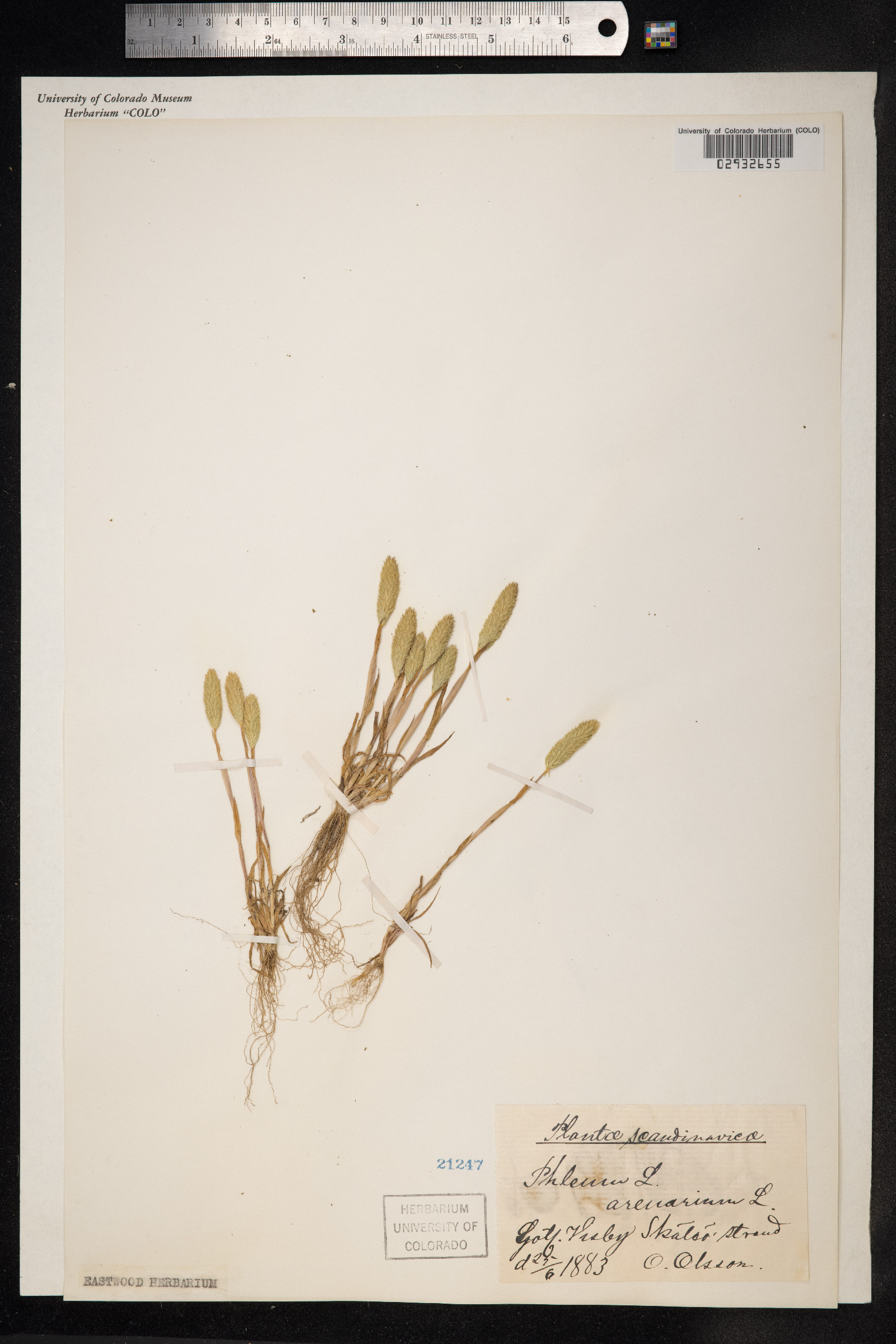 Phleum arenarium image