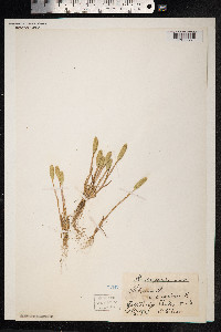 Image of Phleum arenarium