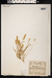 Phleum arenarium image