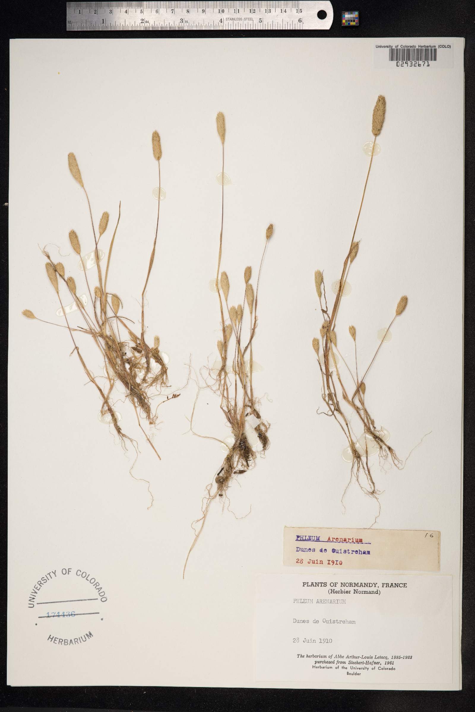 Phleum arenarium image