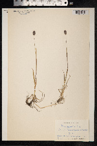 Phleum alpinum image