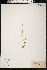 Phleum alpinum image