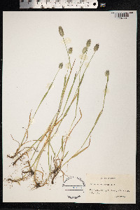 Phleum alpinum image