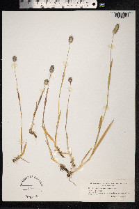 Phleum alpinum image