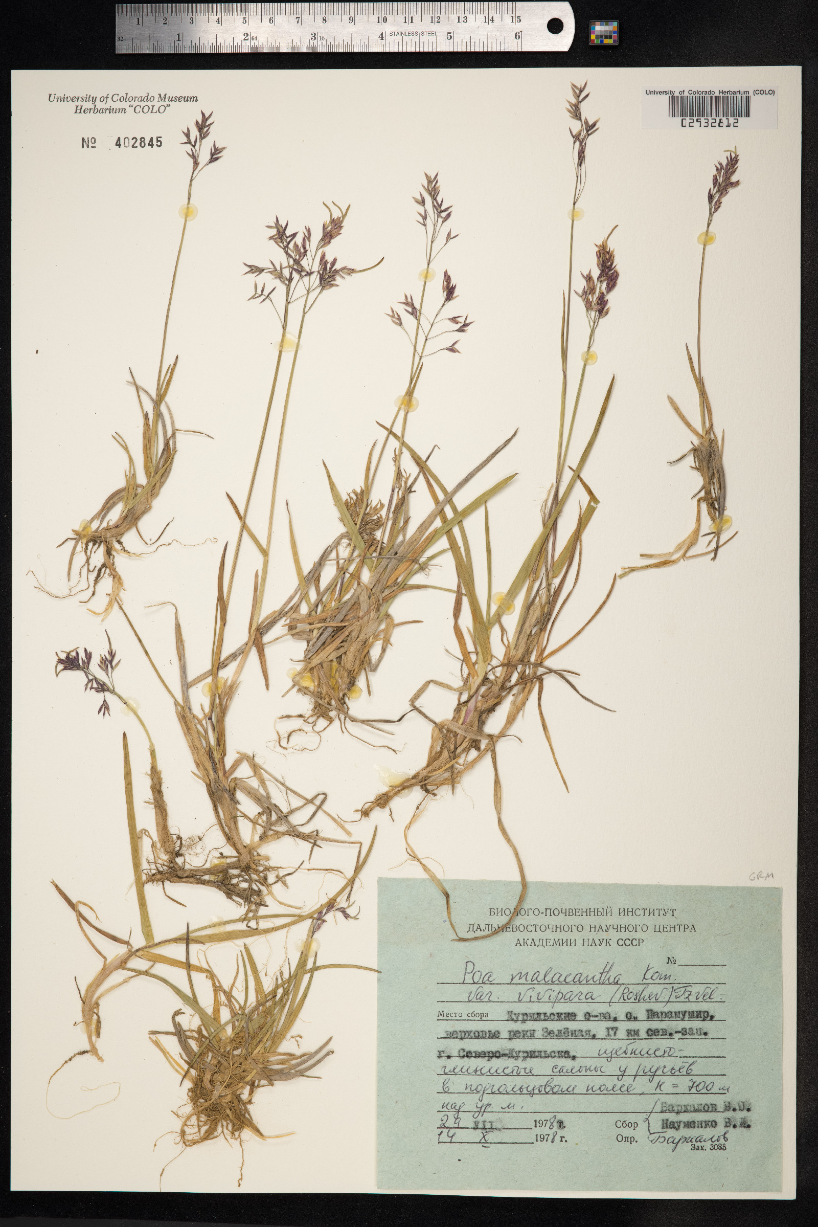 Poa arctica image