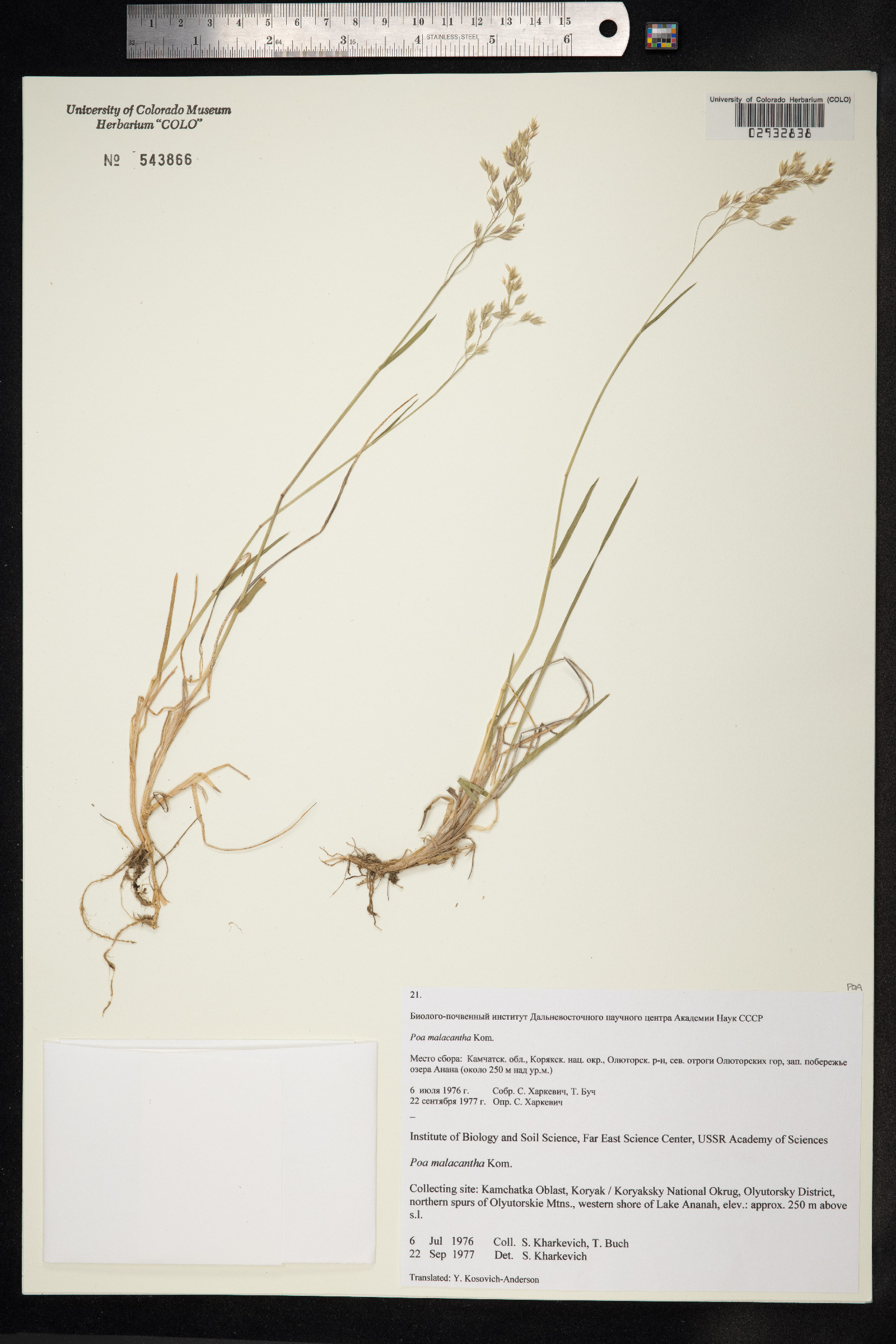 Poa arctica image