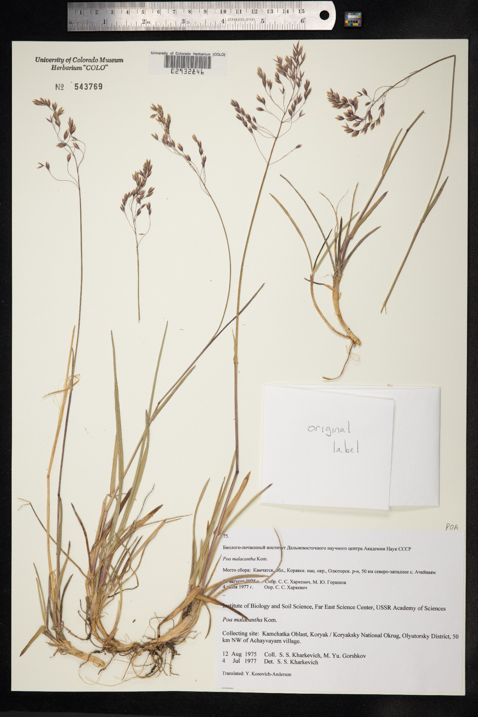 Poa arctica ssp. lanata image