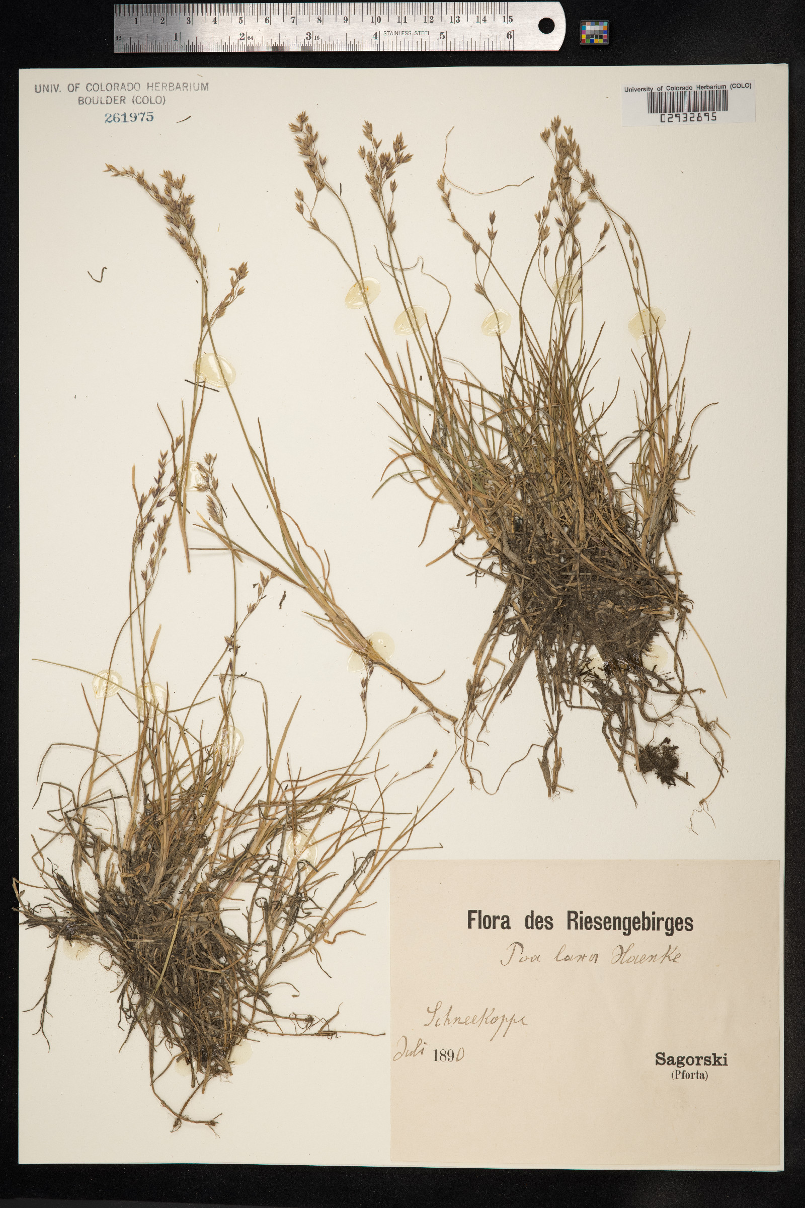 Poa laxa image