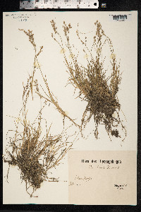 Poa laxa image