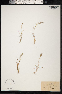 Poa laxa image