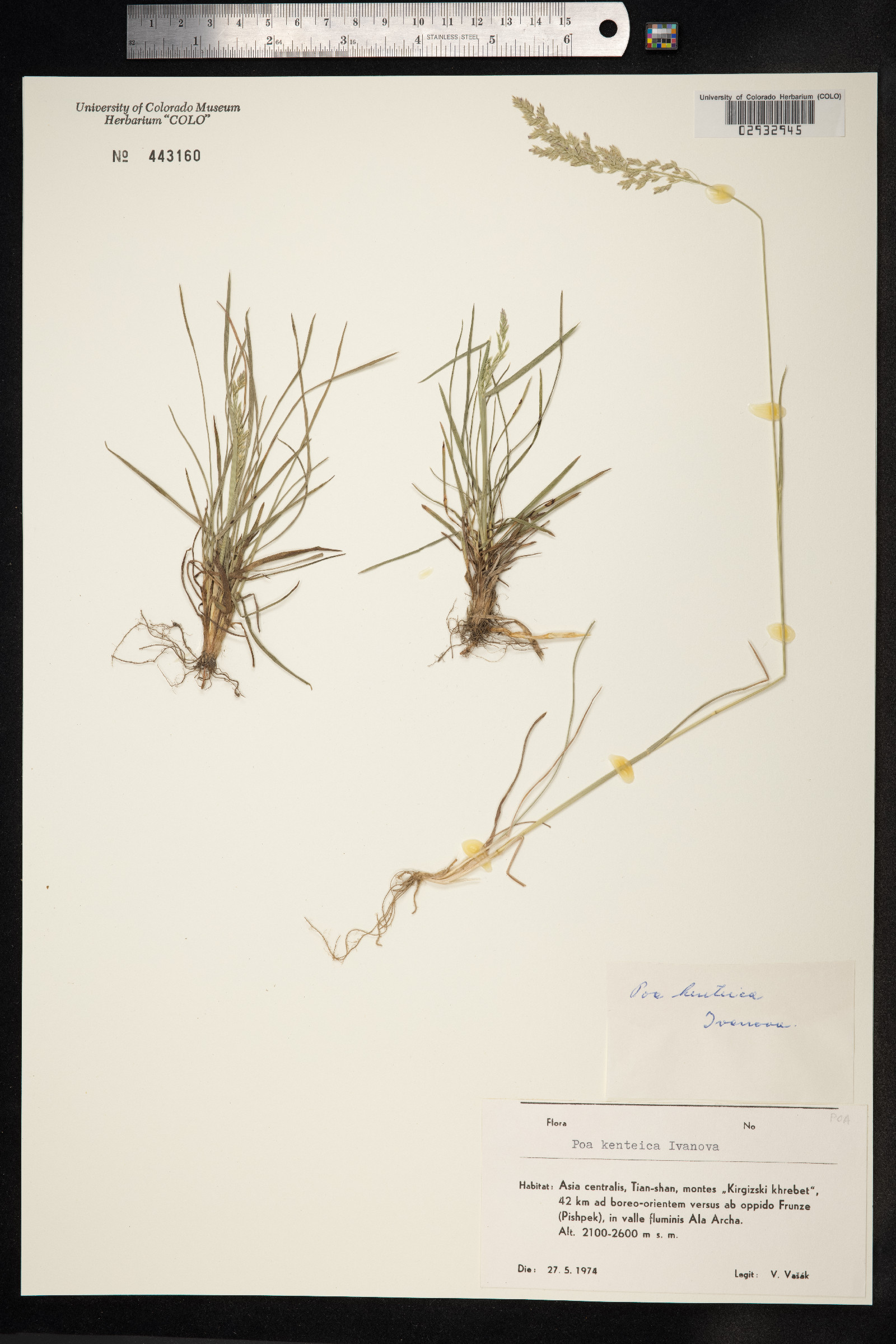 Poa glauca image