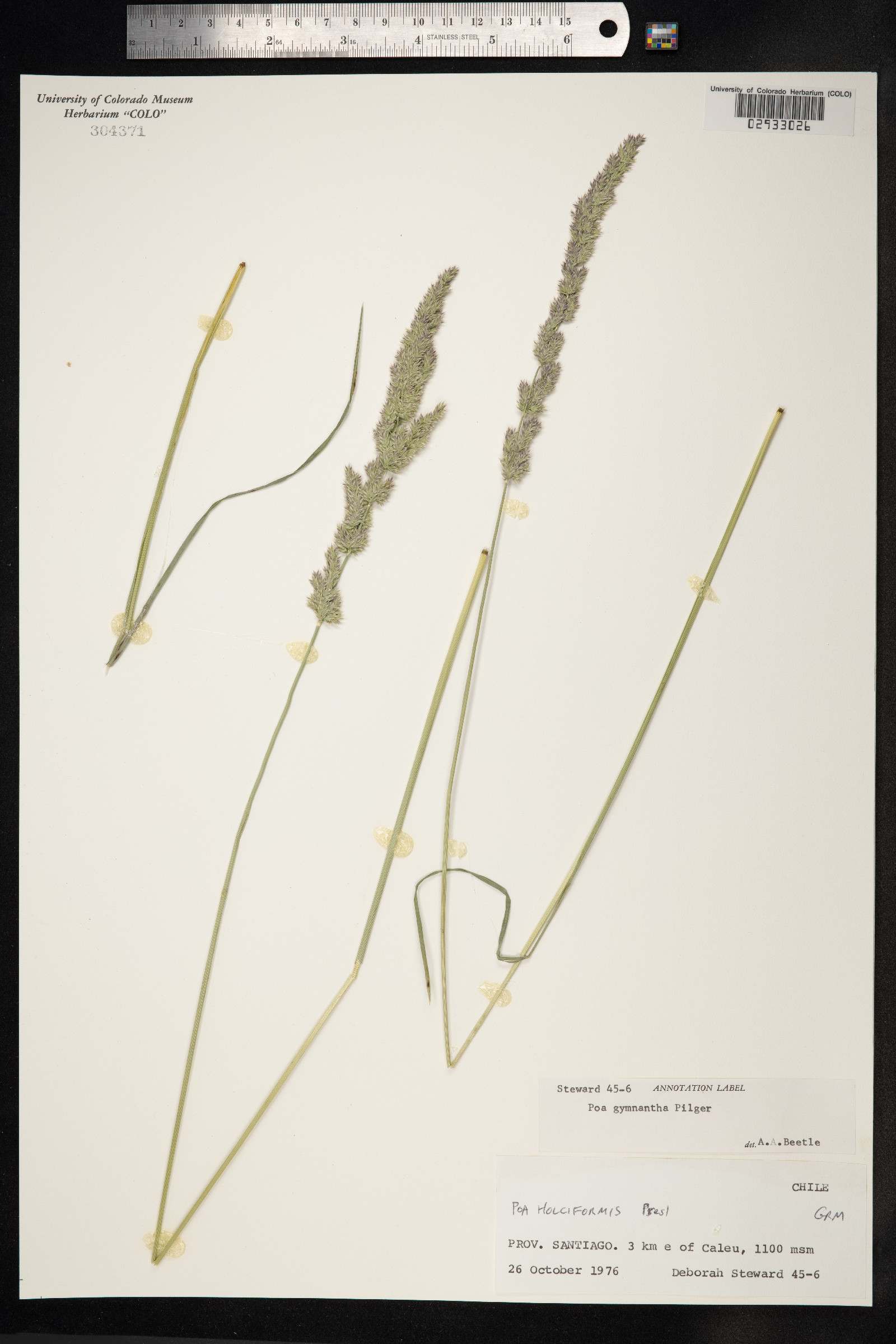 Poa gymnantha image