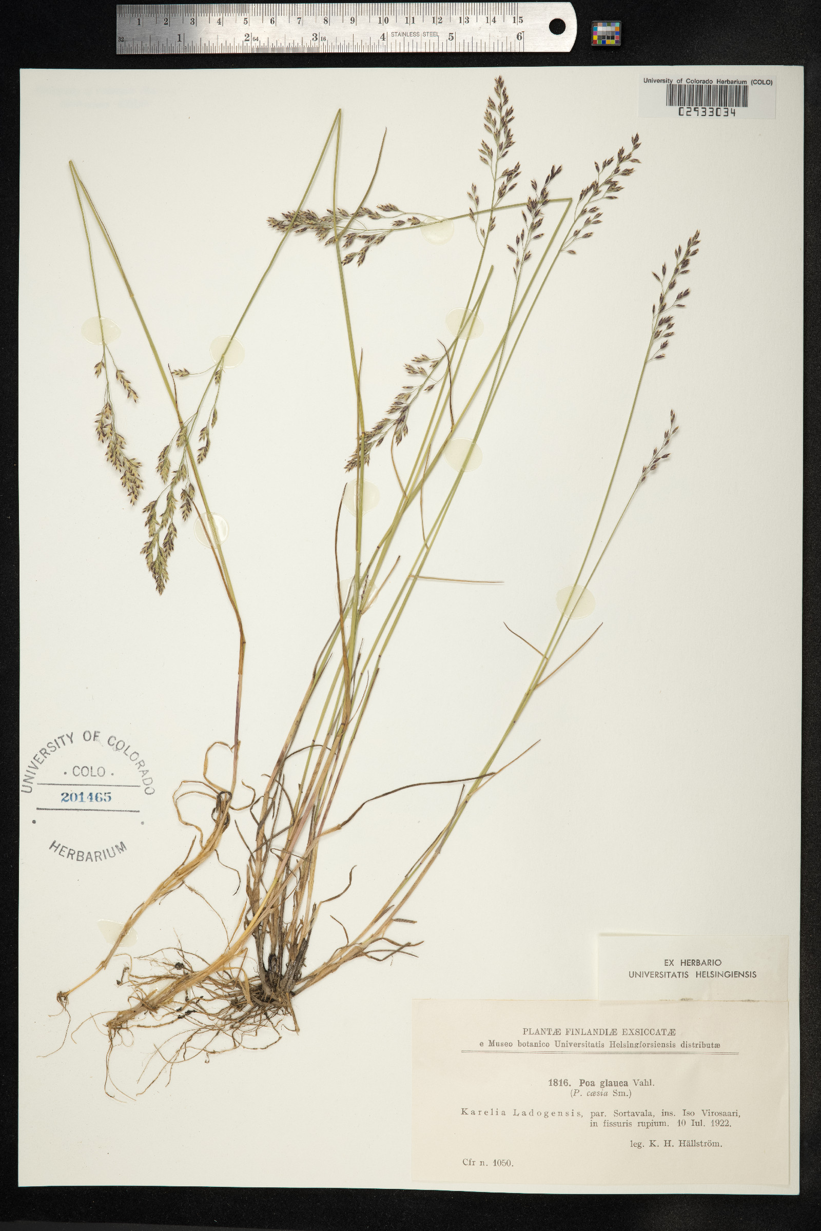 Poa glauca image
